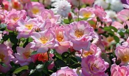 蔷薇玫瑰在线观看,浪漫邂逅，在线浪漫之旅